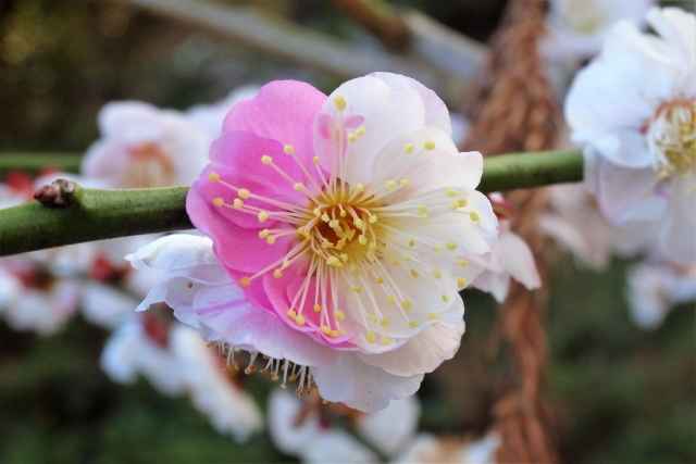 Omoi no mama, uma rara flor de ameizeira no Japão 