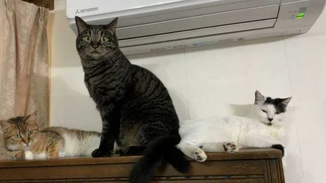 Os amados gatos do professor Akagawa Manabu