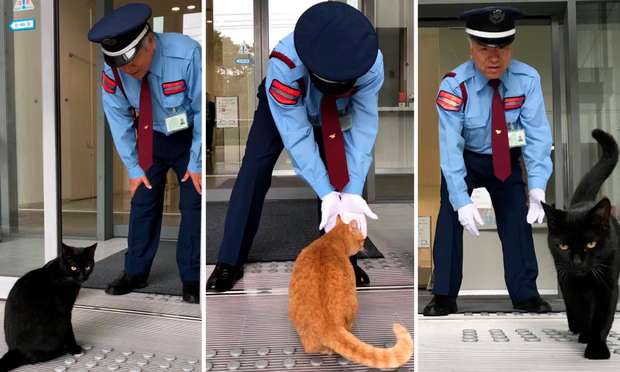 Os gatos do Museu de Arte de Onomichi em Hiroshima