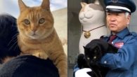 Os gatos do Museu de Arte de Onomichi em Hiroshima