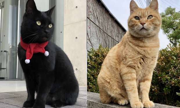 Os gatos do Museu de Arte de Onomichi em Hiroshima