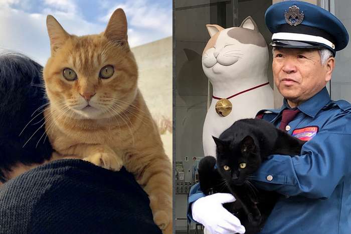 Os gatos do Museu de Arte de Onomichi em Hiroshima