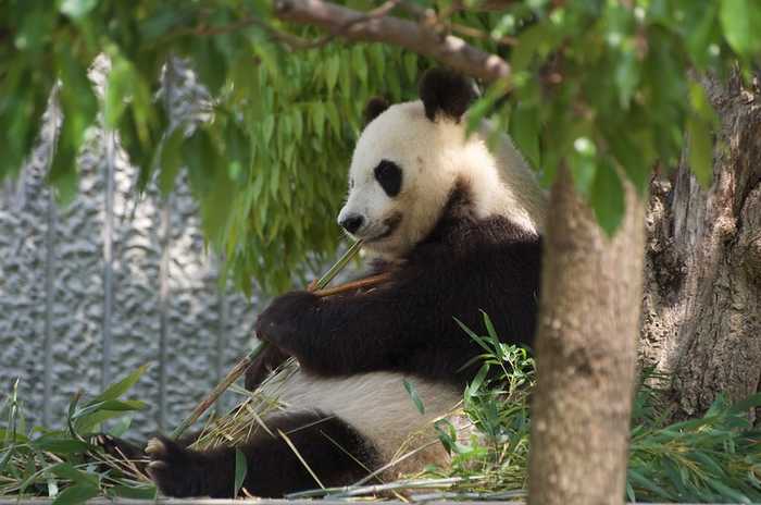 Panda Gigante em Oji zoo, Kobe, Japão (<a href=