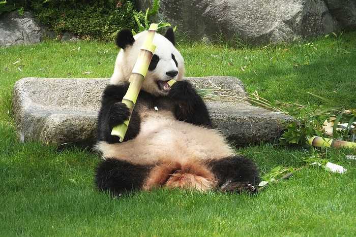 Panda Gigante no AdventureWorld, cidade de Shirahama, Wakayama, Japão