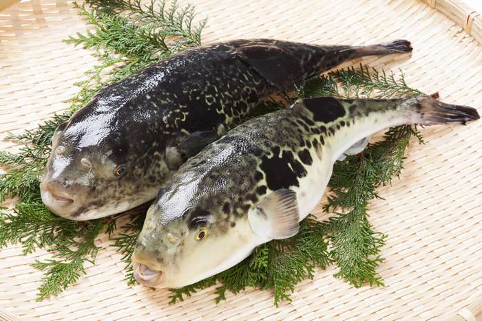 Peixe fugu baiacu no Japão 