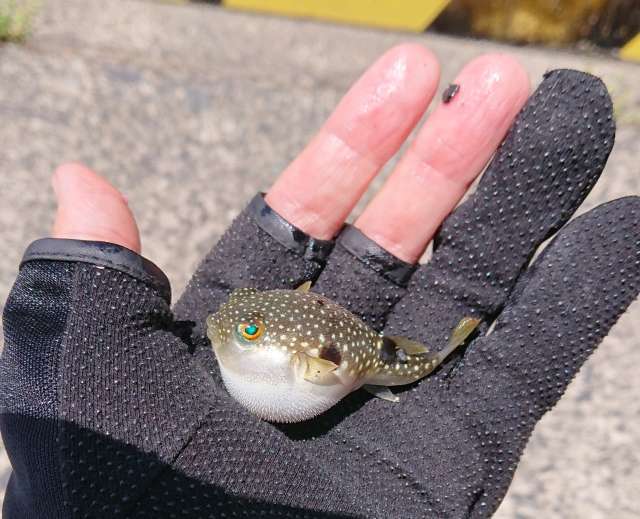 Peixe fugu baiacu no Japão por que é perigoso?