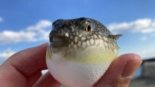 Peixe fugu baiacu no Japão