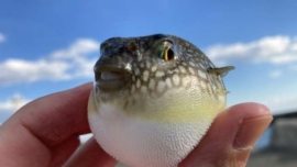 Peixe fugu baiacu no Japão