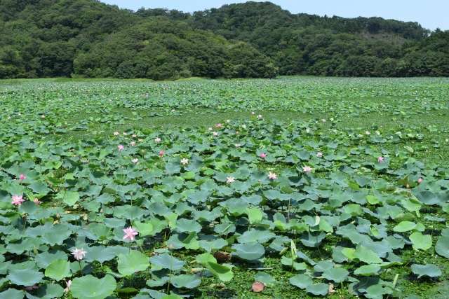Plantação de lótus
