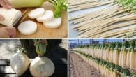 Rabanete Branco Daikon no Japão - Guia Completo