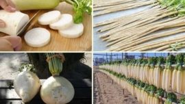 Rabanete Branco Daikon no Japão - Guia Completo