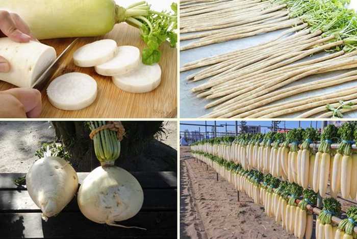 Rabanete Branco Daikon no Japão - Guia Completo