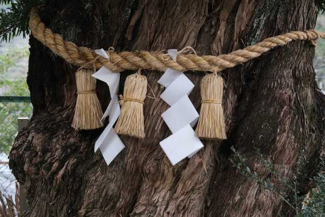 Shinboku, as árvores sagradas do Japão