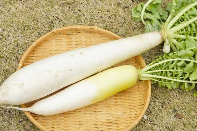 Shirokubi Daikon 