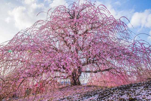 Suzuka Forest Garden, em Mie