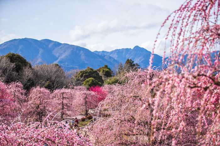 Suzuka Forest Garden - o paraíso das ameixeiras choronas em Mie 