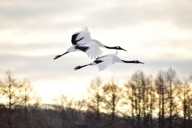 Tanchozuru, os grous japoneses 