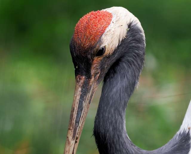 Tanchozuru, os grous japoneses