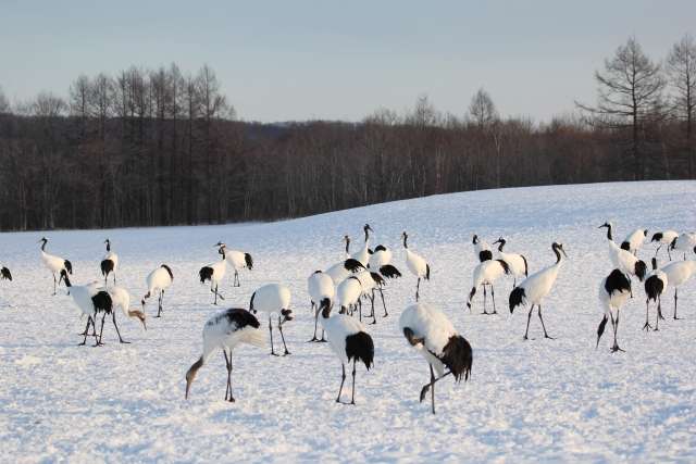 Tanchozuru, os grous japoneses