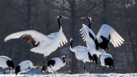 Tanchozuru, os grous japoneses