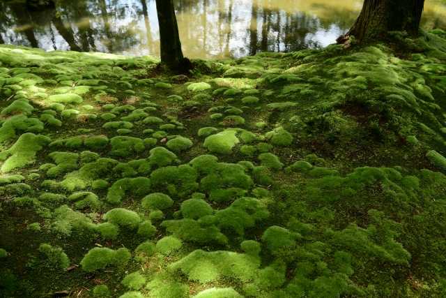 Templo Kokedera, em Kyoto