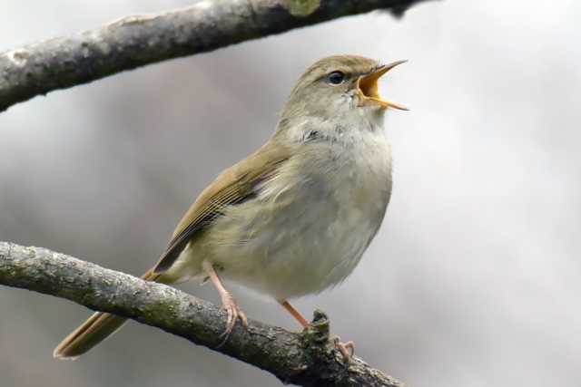 Uguisu, a pequena ave da primavera do Japão 