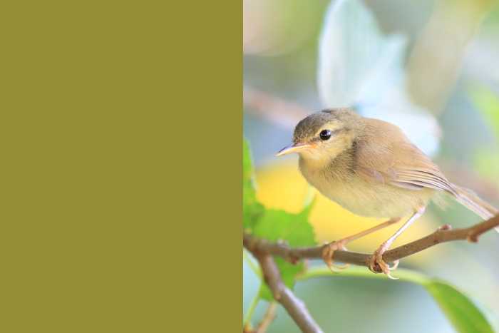 Uguisu, rouxinol japonês 