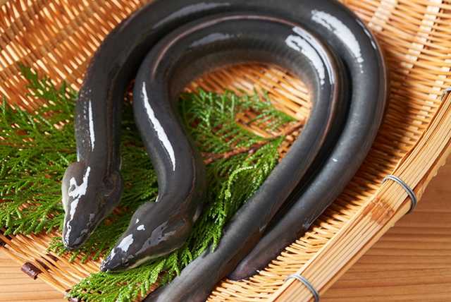 Unagi - enguia na culinária japonesa