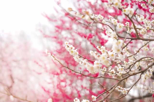 flores de ameixeiras brancas e rosas no Japão