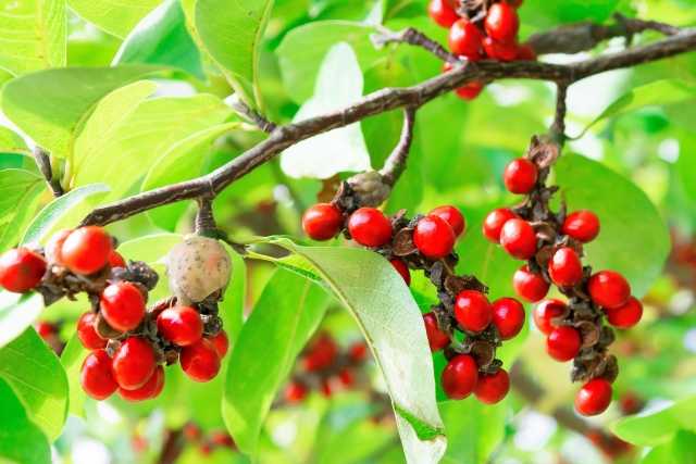 sementes Magnólia japonesa