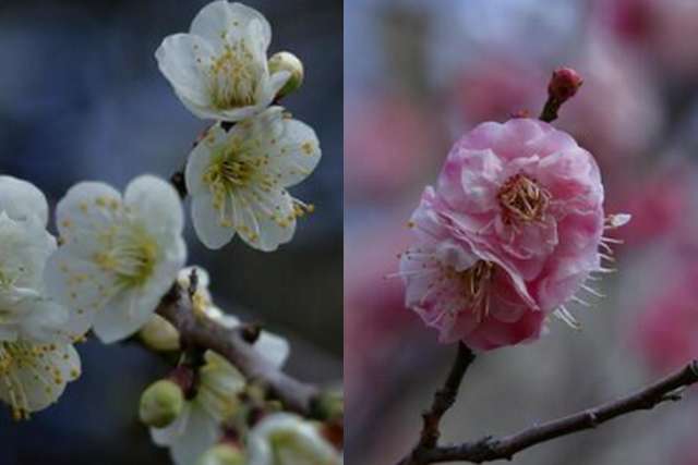 variedades de flores de ameixeiras no Japão