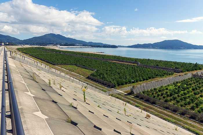 40 mil pinheiros foram plantados em Takata Matsubara