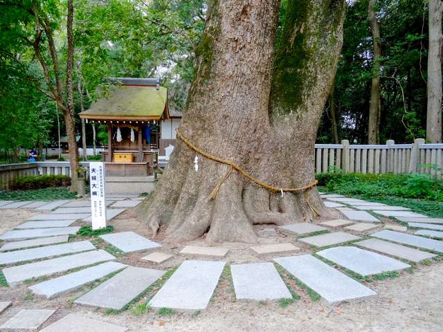 Árvore de cânfora de 800 anos no Santuário de Izanagi, Japão