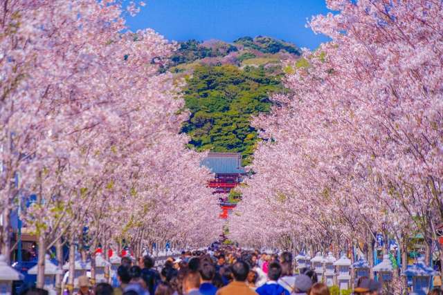 Cerejeiras floridas em Wakamiya Oji, na entrada de Kamakura 