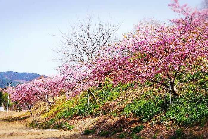 Em memória das vítimas do tsunami - Sakura Line 311