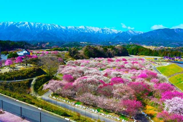Festival das Ameixeiras do Parque Agrícola de Inabe