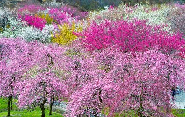 Festival das Ameixeiras do Parque Agrícola de Inabe