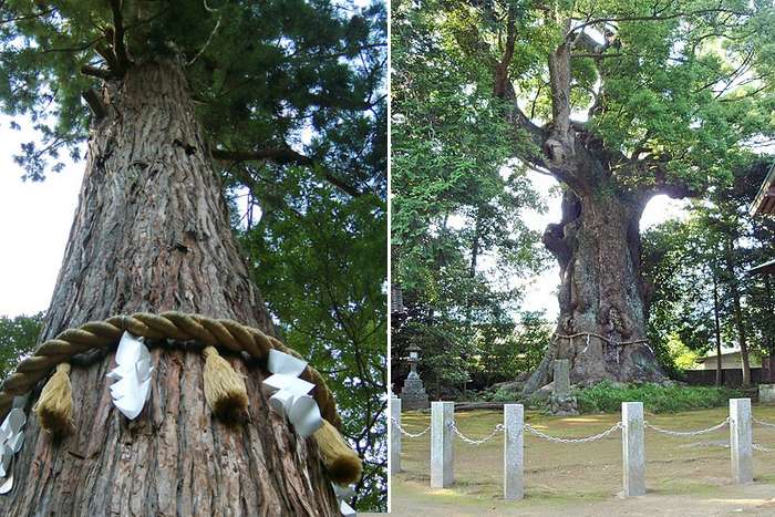 Goshinboku e Shinboku, as árvores sagradas do Japão 
