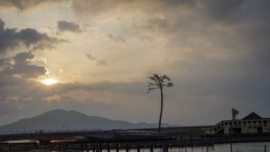 Kiseki no Ipponmatsu: o Pinheiro Milagroso que se tornou símbolo de esperança no Japão