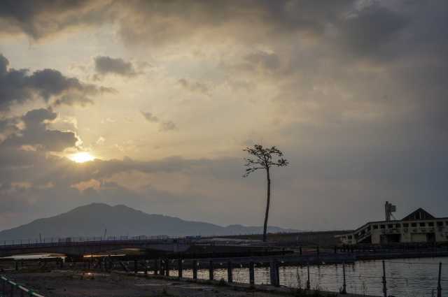 Kiseki no Ipponmatsu: o Pinheiro Milagroso que se tornou símbolo de esperança no Japão