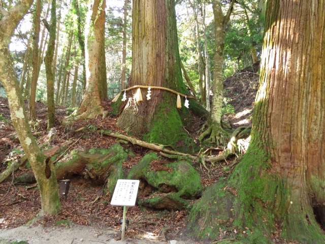 Mihashira-no-Matsu (Santuário Kifune, Kyoto