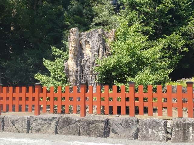 O Grande Ginkgo de Tsurugaoka Hachimangu 