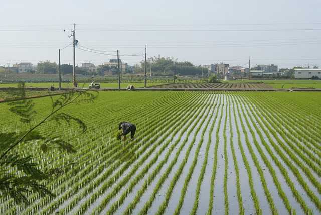 Plantação de arroz no Japão 