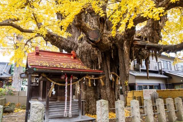 Santuário Miyagino Hachiman e árvore Ginkgo
