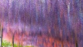 Os mais belos jardins de glicínias no Japão