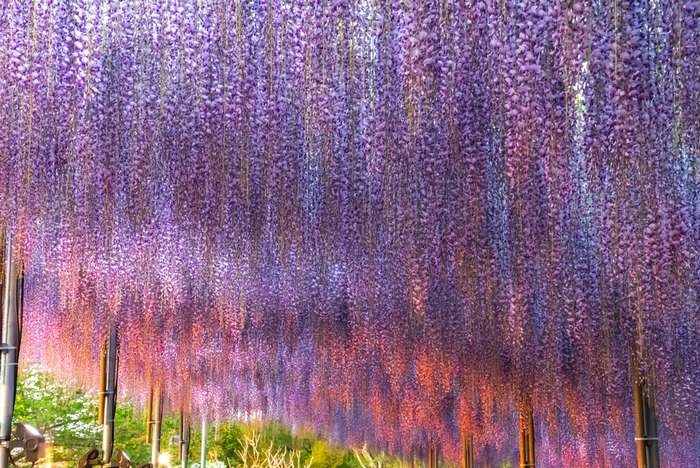 Os mais belos jardins de glicínias no Japão 