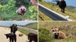 Chiburijima, uma Ilha em Shimane com mais de 2.000 Tanuki