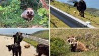 Chiburijima, uma Ilha em Shimane com mais de 2.000 Tanuki