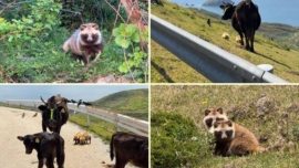 Chiburijima, uma Ilha em Shimane com mais de 2.000 Tanuki