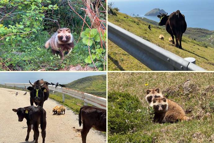 Chiburijima, uma Ilha em Shimane com mais de 2.000 Tanuki